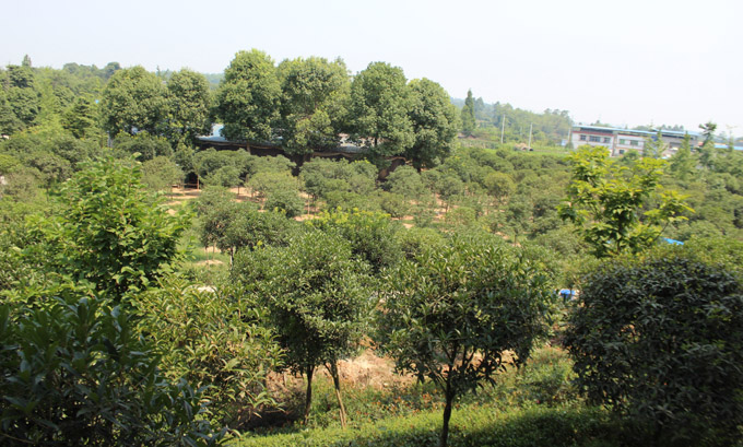 四川祺宏苗木基地是一家眉山地区大型的绿化苗木生产基地,基地